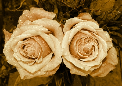 Rosen in Sepia