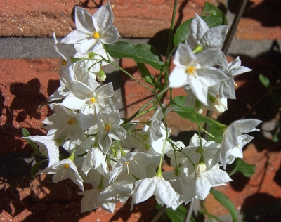 Mauerblümchen