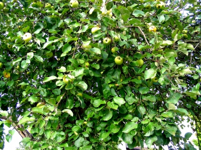 Apfelbaum in Heßdorf