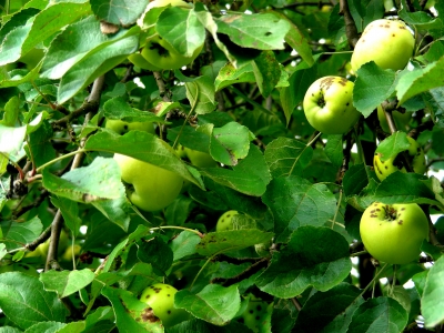 schöne, gesunde, grüne Äpfel in Heßdorf
