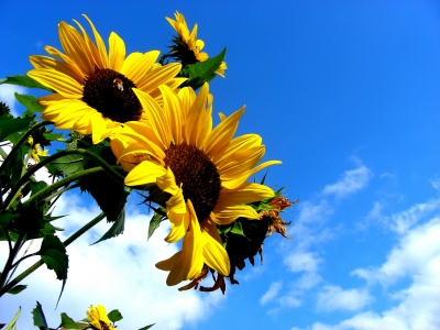Sonnenblume vor strahlend blauen Himmel