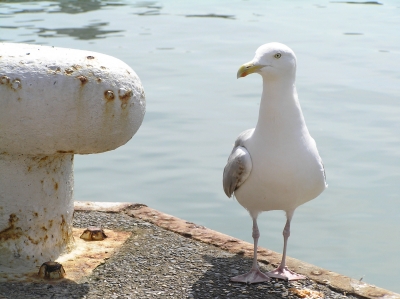 Möwe am Hafen