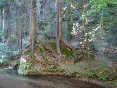 Wurzeln auf Stein