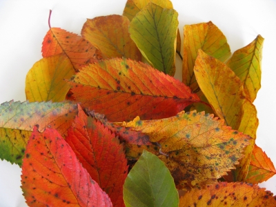 Herbstlicher Farbenrausch