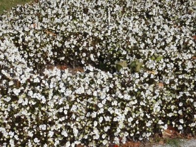 Blätter u. Blumen