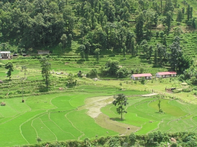 Reisfelder in Nepal