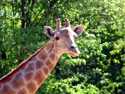 Giraffe