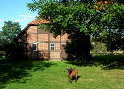 Idylle in der Südheide  -   Ziege vor Fachwerkhaus