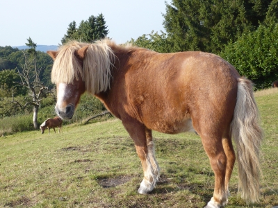 Pferde im  Sauerland
