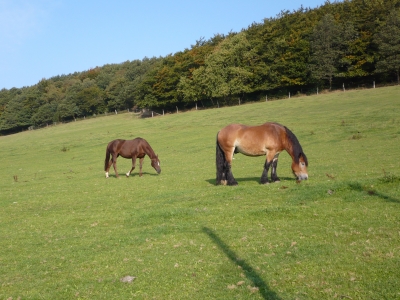 Pferde im Suaerland