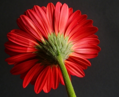 Gerbera