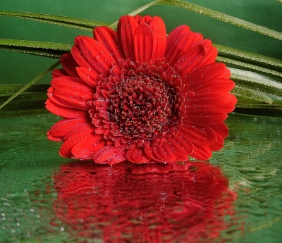 Gerbera