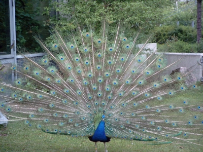 Pfau