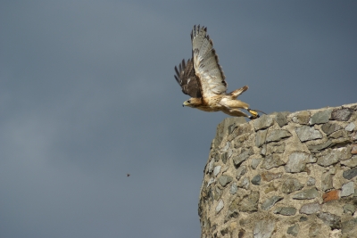 Bussard