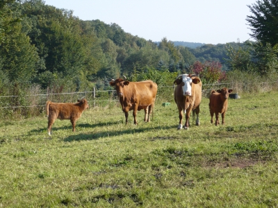 Rinder im Sauerland