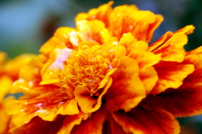 Tagetes im Regen