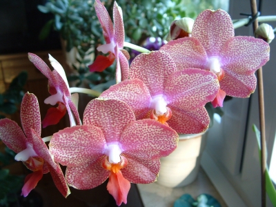 Orchidee "Phalenopsis"