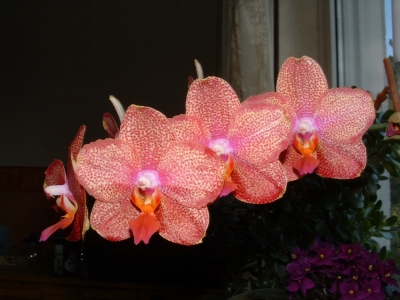 Orchidee "Phalenopsis"