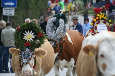 Almabtrieb in Wildschönau am 20.Sept. 2008