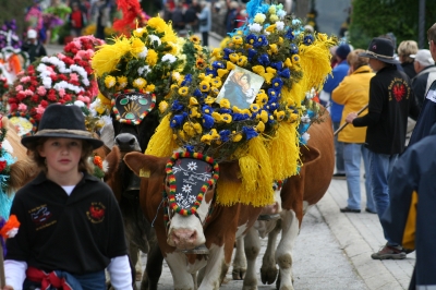 Almabtrieb in Wildschönau am 20.Sept. 2008