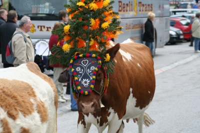 Almabtrieb in Wildschönau am 20.Sept. 2008