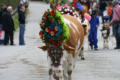 Almabtrieb in Wildschönau am 20.Sept. 2008