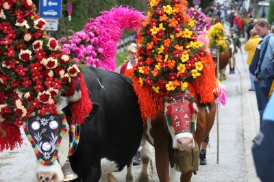 Almabtrieb in Wildschönau am 20.Sept. 2008