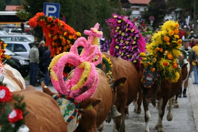 Almabtrieb in Wildschönau am 20.Sept. 2008