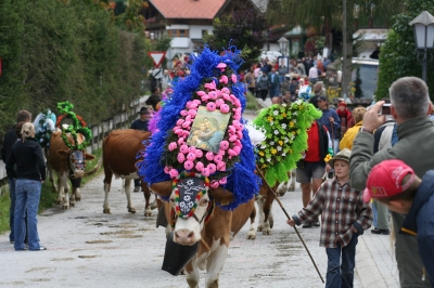 Almabtrieb in Wildschönau am 20.Sept. 2008