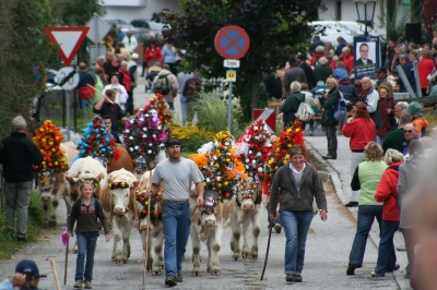 Almabtrieb in Wildschönau am 20.Sept. 2008