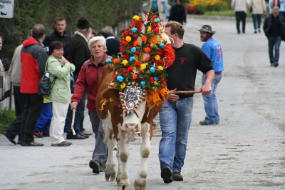 Almabtrieb in Wildschönau am 20.Sept. 2008