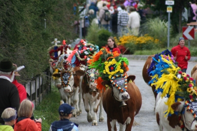 Almabtrieb in Wildschönau am 20.Sept. 2008