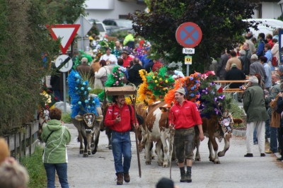 Almabtrieb in Wildschönau am 20.Sept. 2008