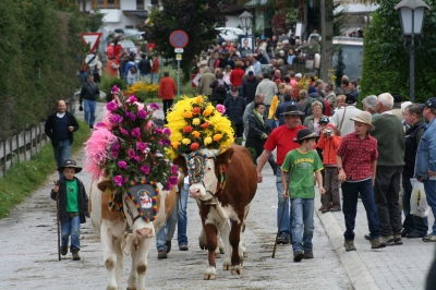 Almabtrieb in Wildschönau am 20.Sept. 2008