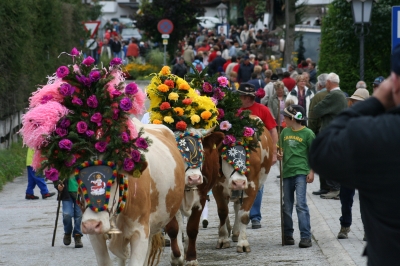 Almabtrieb in Wildschönau am 20.Sept. 2008