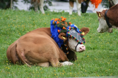 Almabtrieb in Wildschönau am 20.Sept. 2008