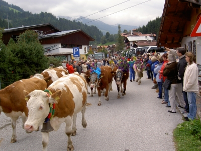 Almabtrieb in Wildschönau am 20.Sept. 2008