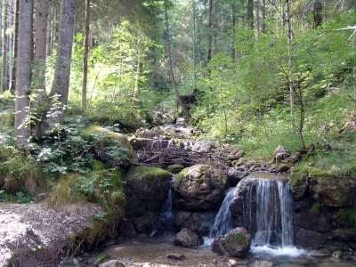 Märchenwald