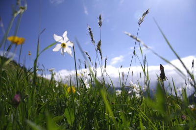 In Wald und Feld