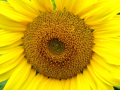 Leuchtende Sonnenblume