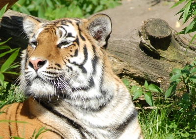 Tiger im Zoo Münster