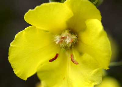 Gelbe Blüte 6