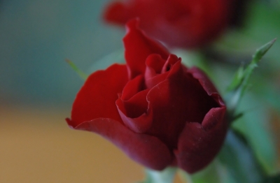 Rote Rose 2