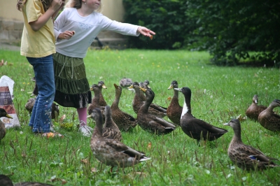 Fütterung im Park