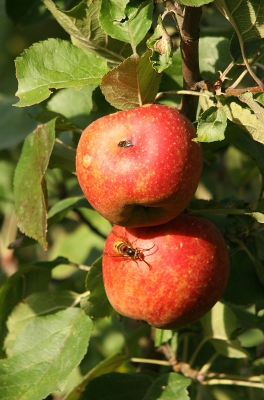 Apfel mit Wespe