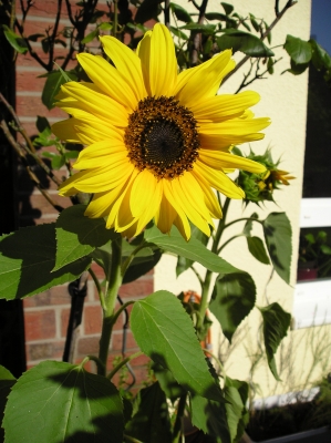 Sonnenblume