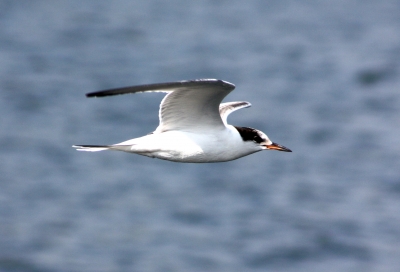 Möwe im Flug