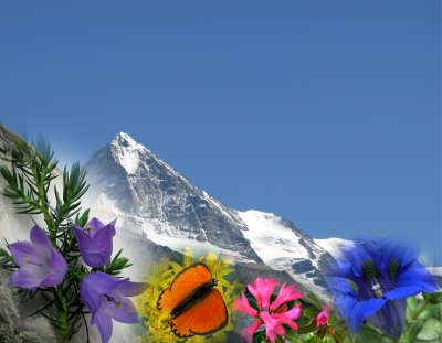 Alpen-Flora
