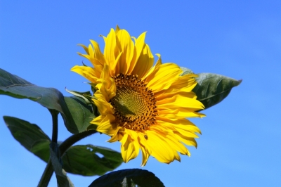 SoNnEnBlUmE I