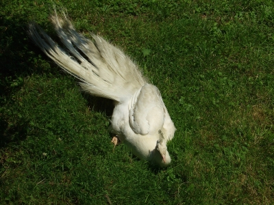 albino pfau 2